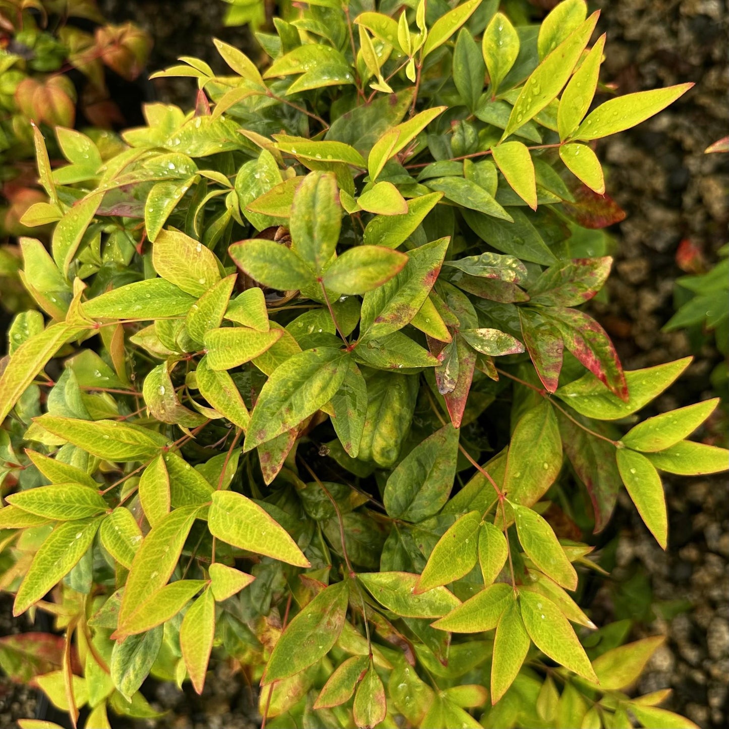 Nandina Domestica Firepower - View 9 from www redcrocus com