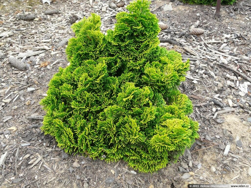 Chamaecyparis Obtusa Aurea - View 10 from www redcrocus com
