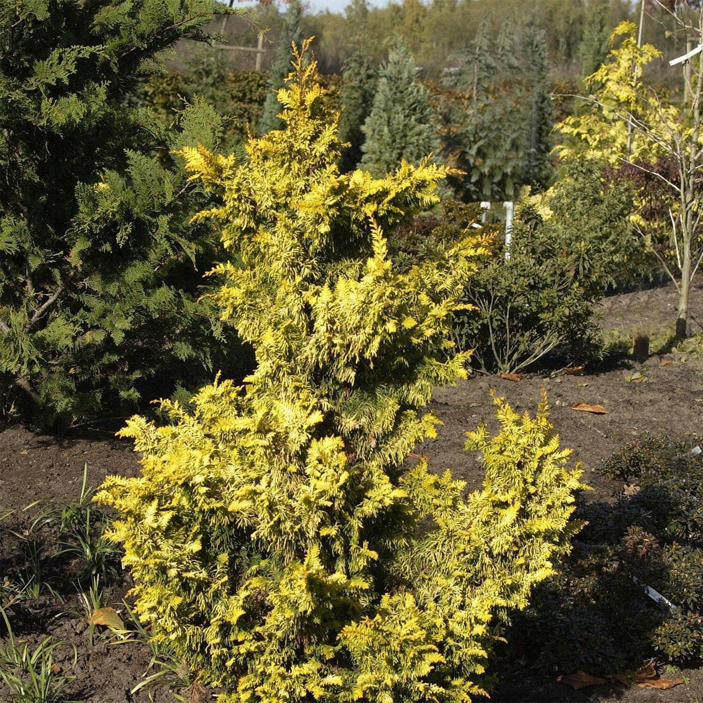 Chamaecyparis Obtusa Aurea - View 20 from www redcrocus com