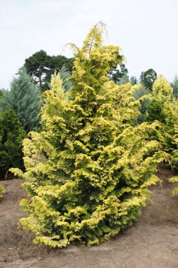 Chamaecyparis Obtusa Aurea - View 5 from www redcrocus com
