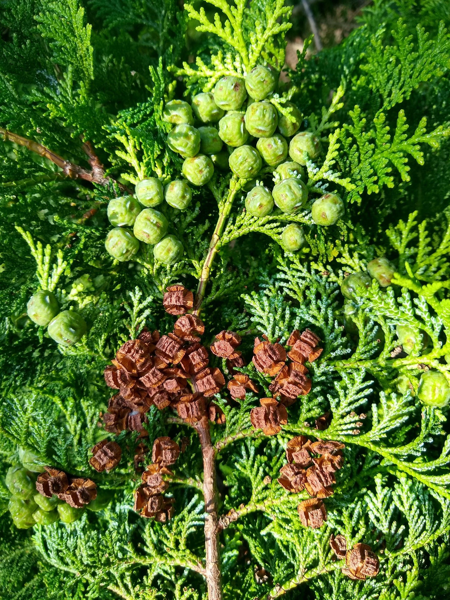 Chamaecyparis Obtusa Magnifica - View 10 from www redcrocus com