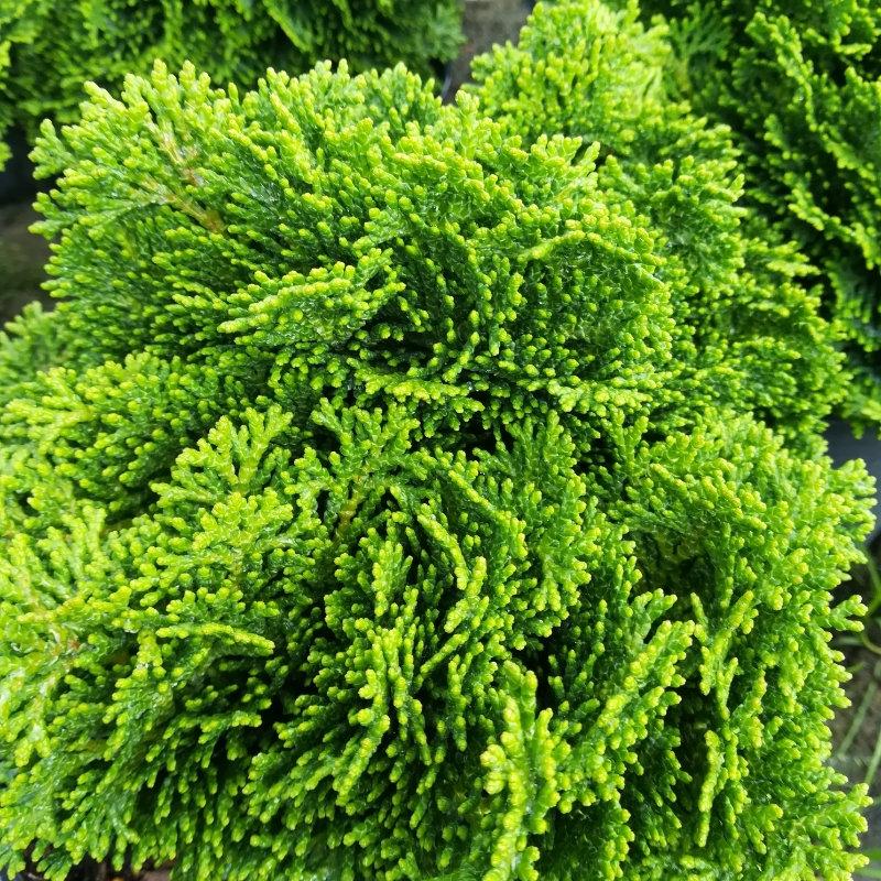 Chamaecyparis Obtusa Magnifica - View 14 from www redcrocus com