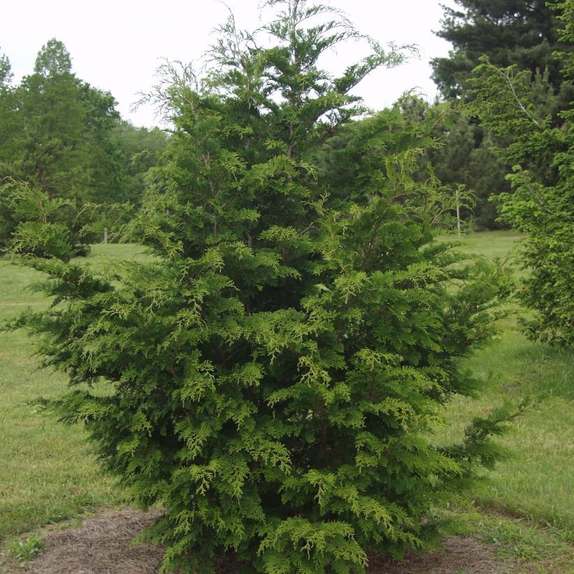Chamaecyparis Obtusa Magnifica - View 16 from www redcrocus com