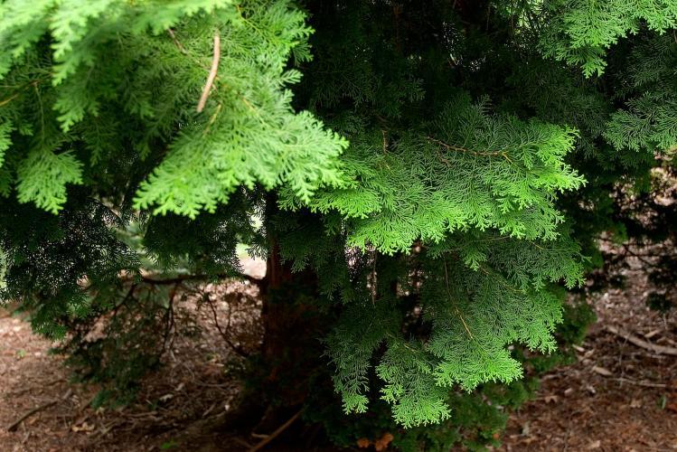 Chamaecyparis Obtusa Magnifica - View 5 from www redcrocus com