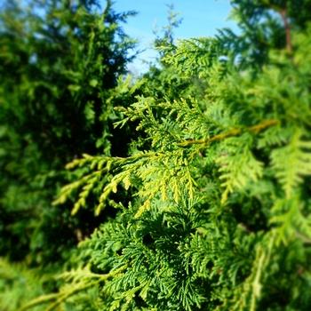Chamaecyparis Obtusa Magnifica - View 9 from www redcrocus com