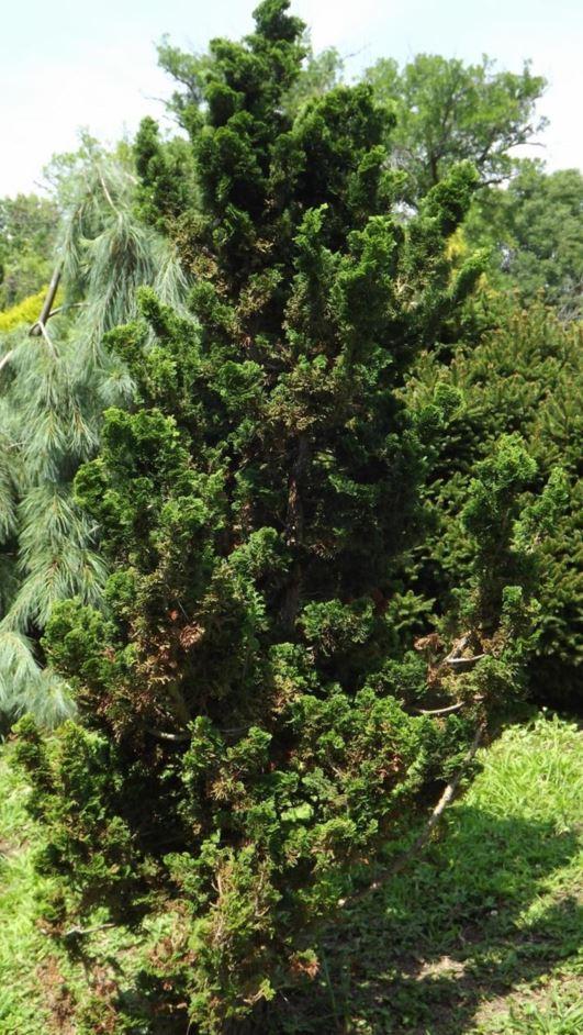 Chamaecyparis Obtusa Rigid Dwarf - View 10 from www redcrocus com