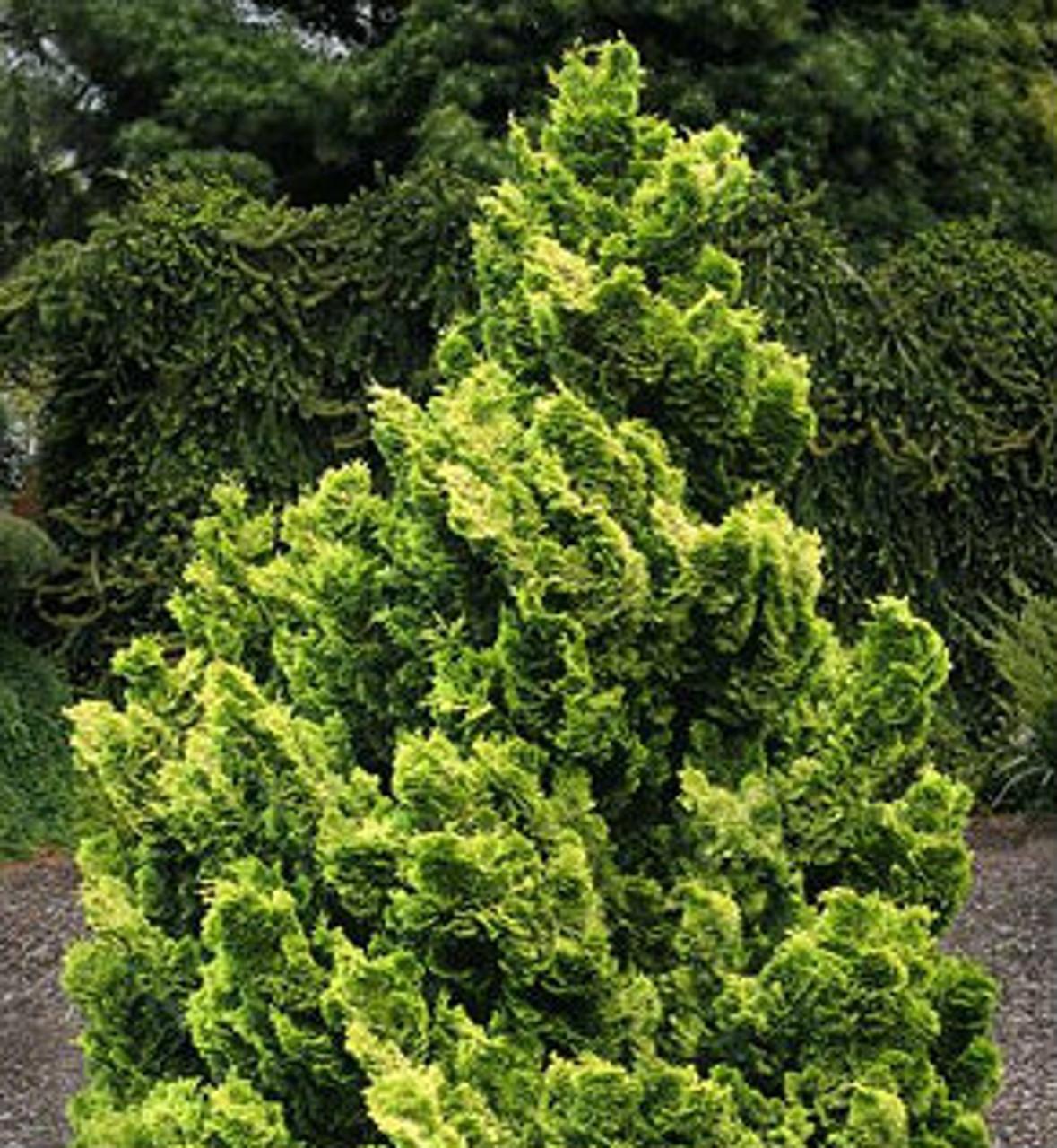 Chamaecyparis Obtusa Rigid Dwarf - View 12 from www redcrocus com