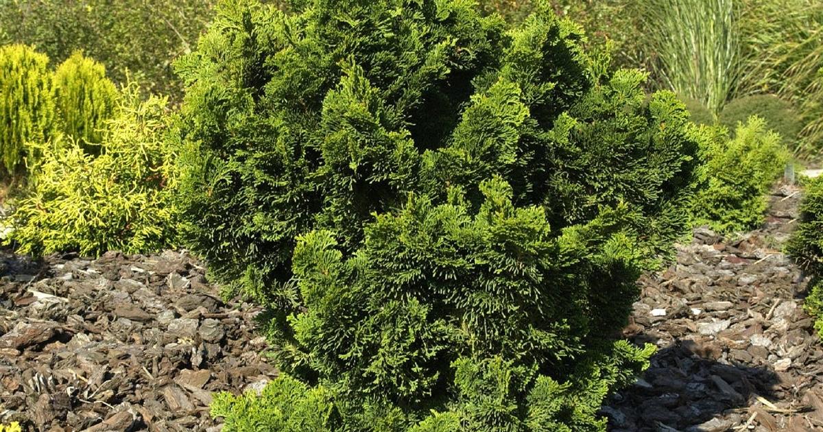 Chamaecyparis Obtusa Rigid Dwarf - View 2 from www redcrocus com