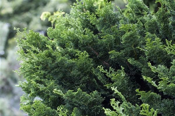 Chamaecyparis Obtusa Rigid Dwarf - View 4 from www redcrocus com