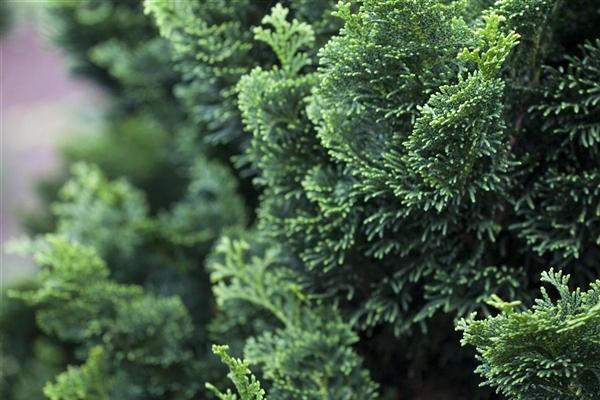 Chamaecyparis Obtusa Rigid Dwarf - View 6 from www redcrocus com