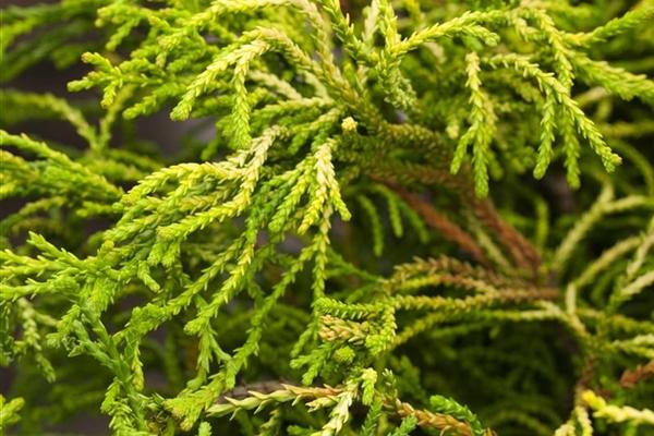 Chamaecyparis Obtusa Rigid Dwarf - View 7 from www redcrocus com