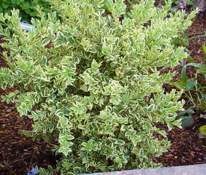 Buxus Sempervirens Aureo Variegata - View 15 from www redcrocus com