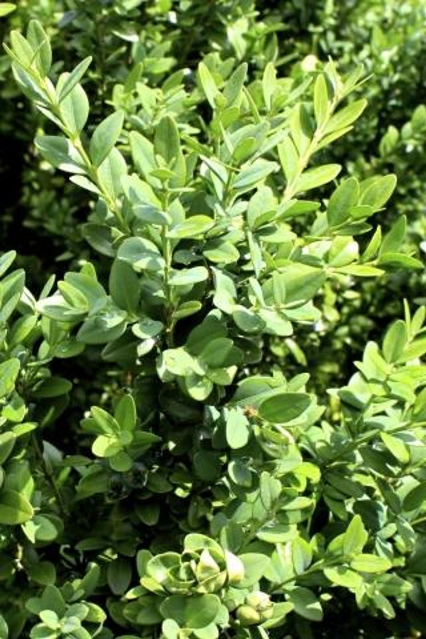 Buxus Microphylla Green Mountain 2 Ball - View 17 from www redcrocus com