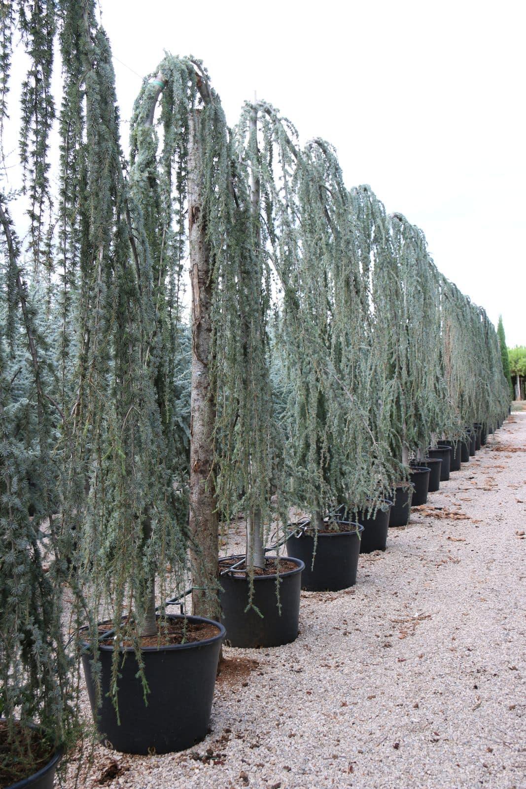 Cedrus Libani Glauca Pendula - View 15 from www redcrocus com
