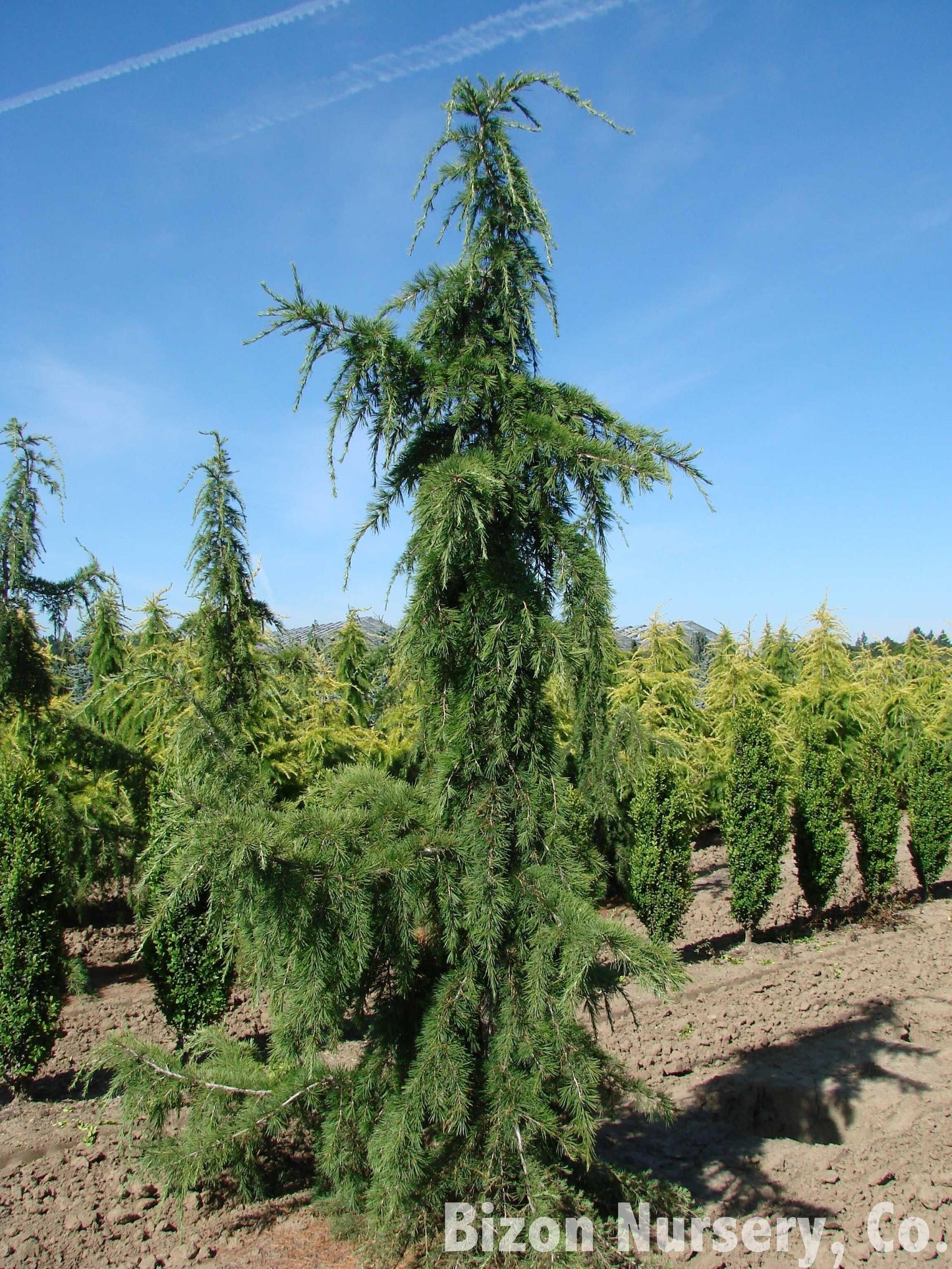 Cedrus Libani Glauca Pendula - View 1 from www redcrocus com