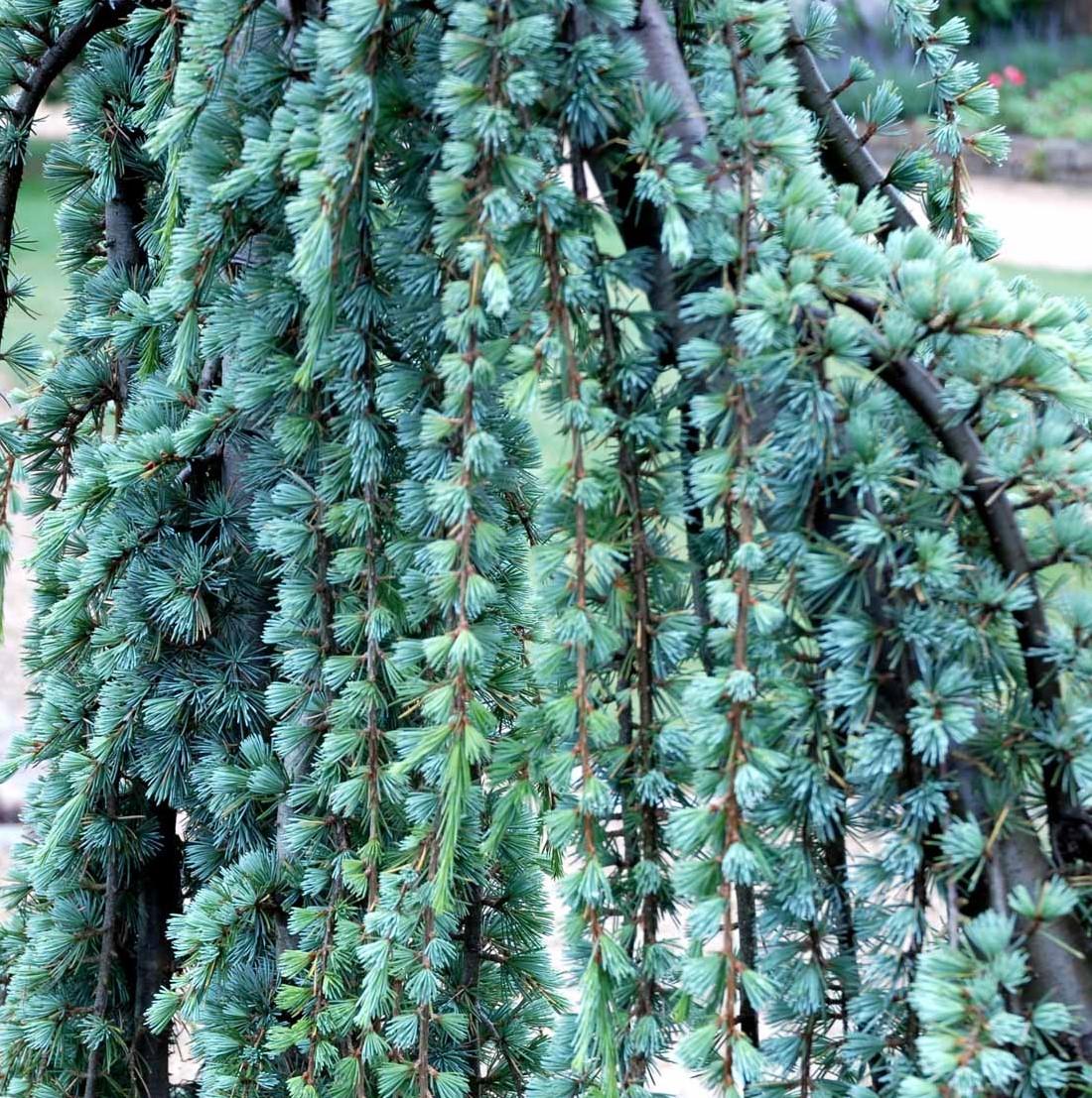 Cedrus Libani Glauca Pendula - View 2 from www redcrocus com