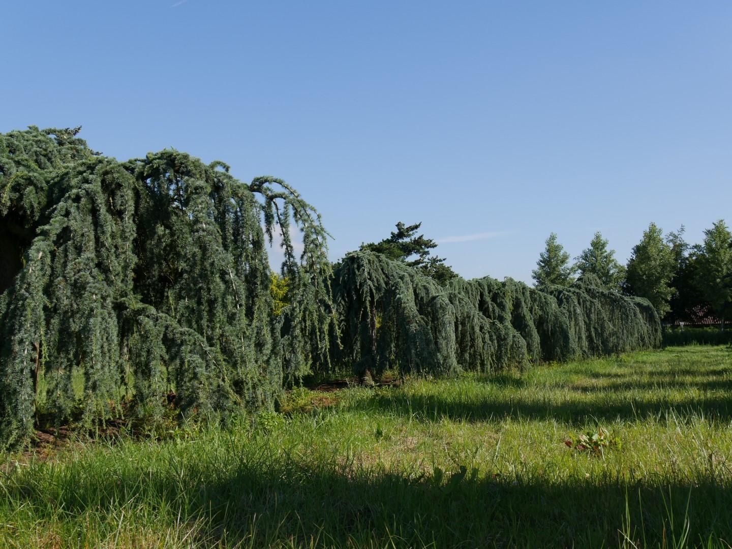 Cedrus Libani Glauca Pendula - View 7 from www redcrocus com