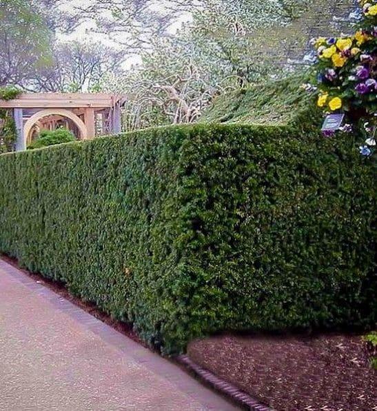 Taxus Media 'h m Eddie' - View 21 from www redcrocus com