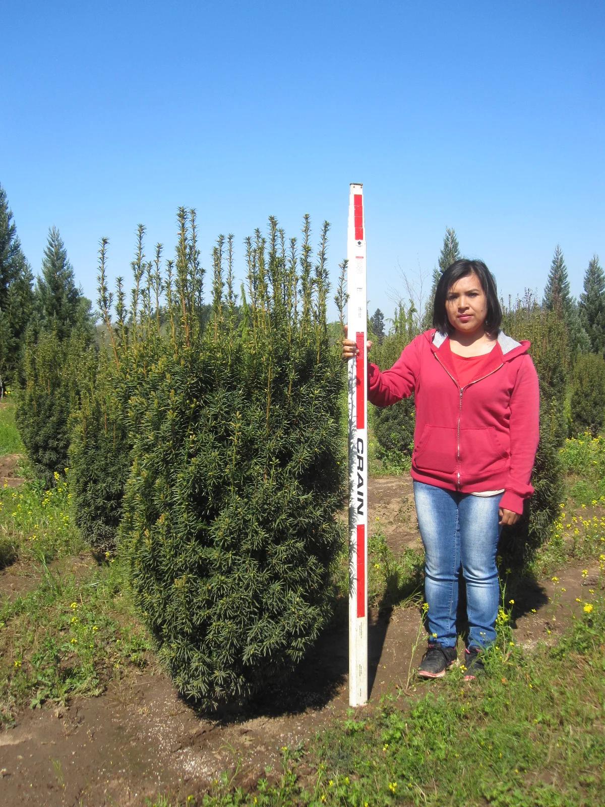 Taxus Media 'h m Eddie' - View 24 from www redcrocus com