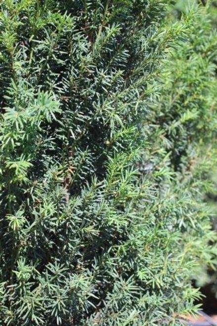 Taxus Media 'h m Eddie' - View 25 from www redcrocus com