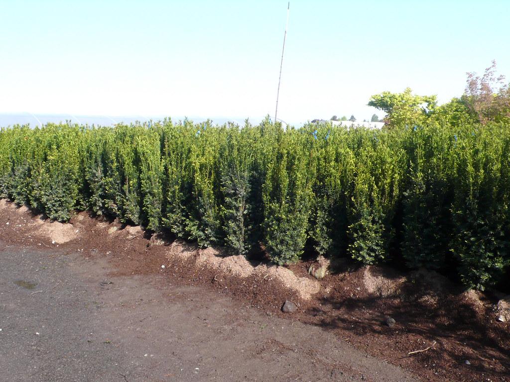 Taxus Media 'h m Eddie' - View 26 from www redcrocus com