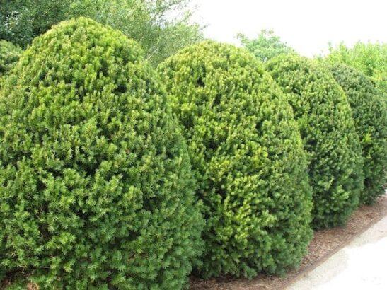 Taxus Media 'h m Eddie' - View 27 from www redcrocus com