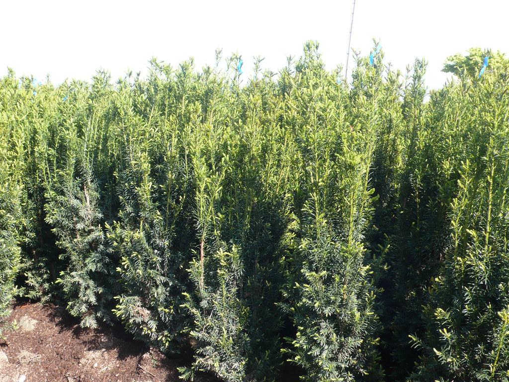 Taxus Media 'h m Eddie' - View 29 from www redcrocus com