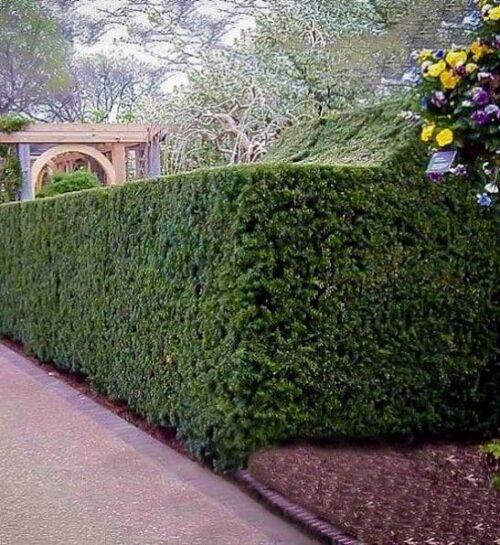 Taxus Media 'h m Eddie' - View 32 from www redcrocus com