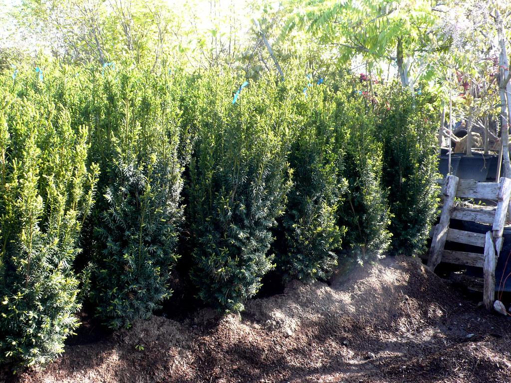 Taxus Media 'h m Eddie' - View 33 from www redcrocus com
