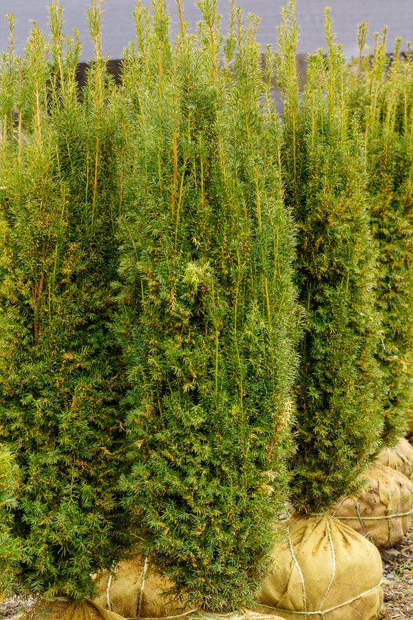 Taxus Media 'h m Eddie' - View 34 from www redcrocus com