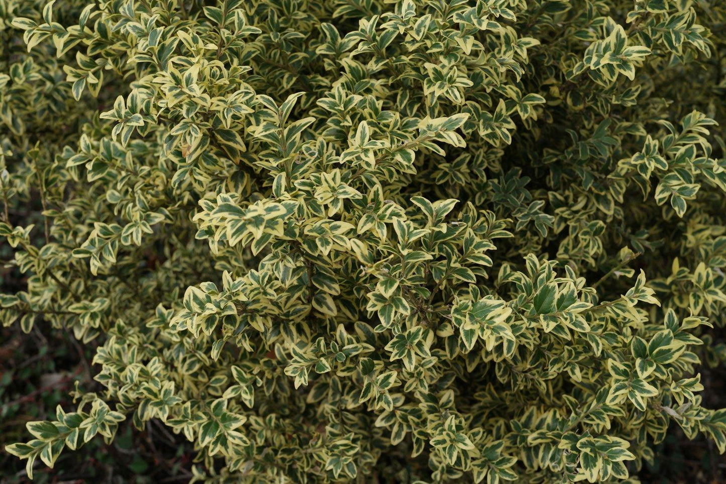 Buxus Sempervirens Variegata Standard - View 10 from www redcrocus com