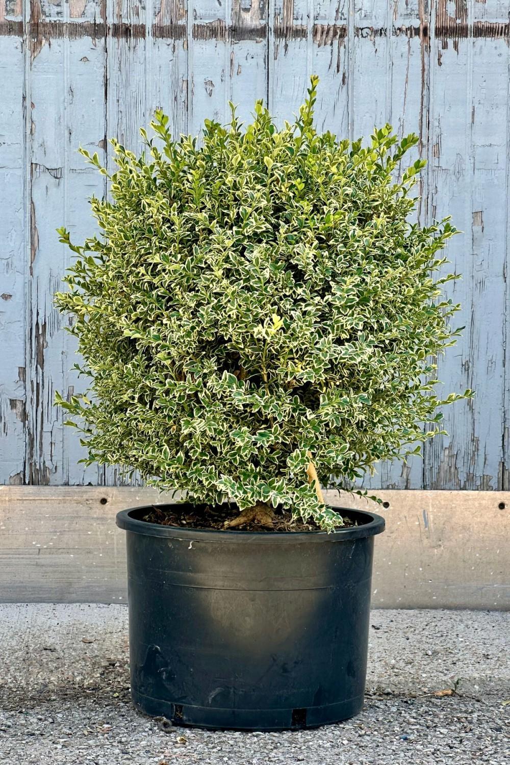 Buxus Sempervirens Variegata Standard - View 14 from www redcrocus com