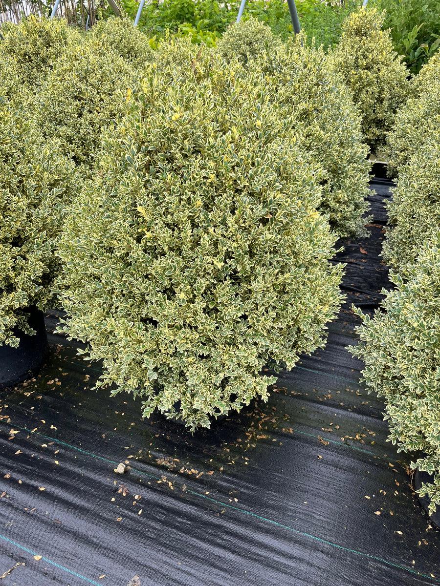 Buxus Sempervirens Variegata Standard - View 15 from www redcrocus com