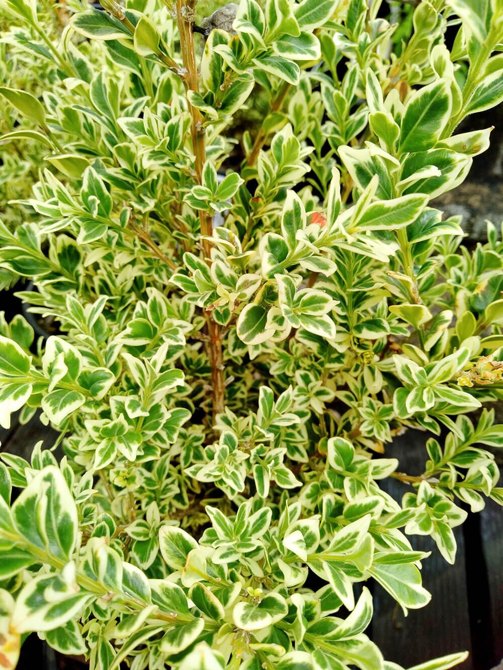 Buxus Sempervirens Variegata Standard - View 2 from www redcrocus com
