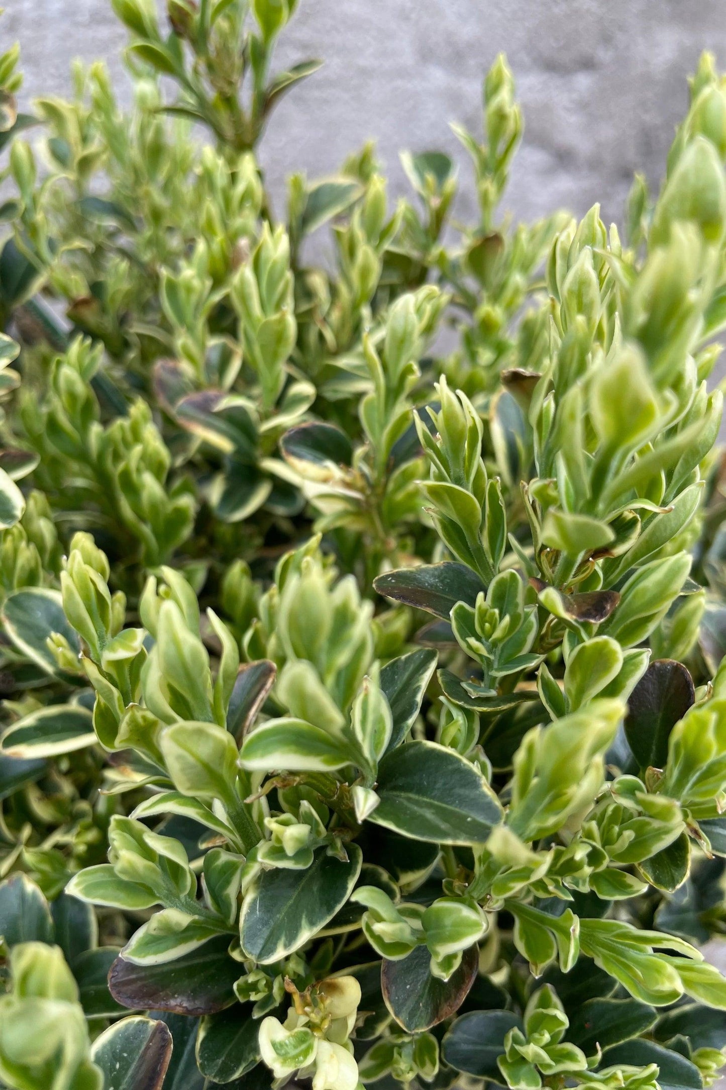 Buxus Sempervirens Variegata Standard - View 4 from www redcrocus com