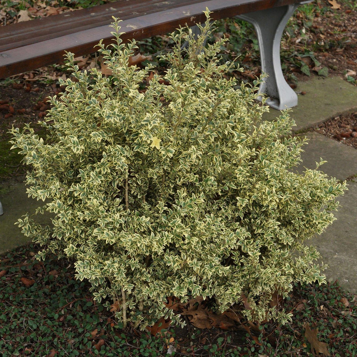 Buxus Sempervirens Variegata Standard - View 6 from www redcrocus com