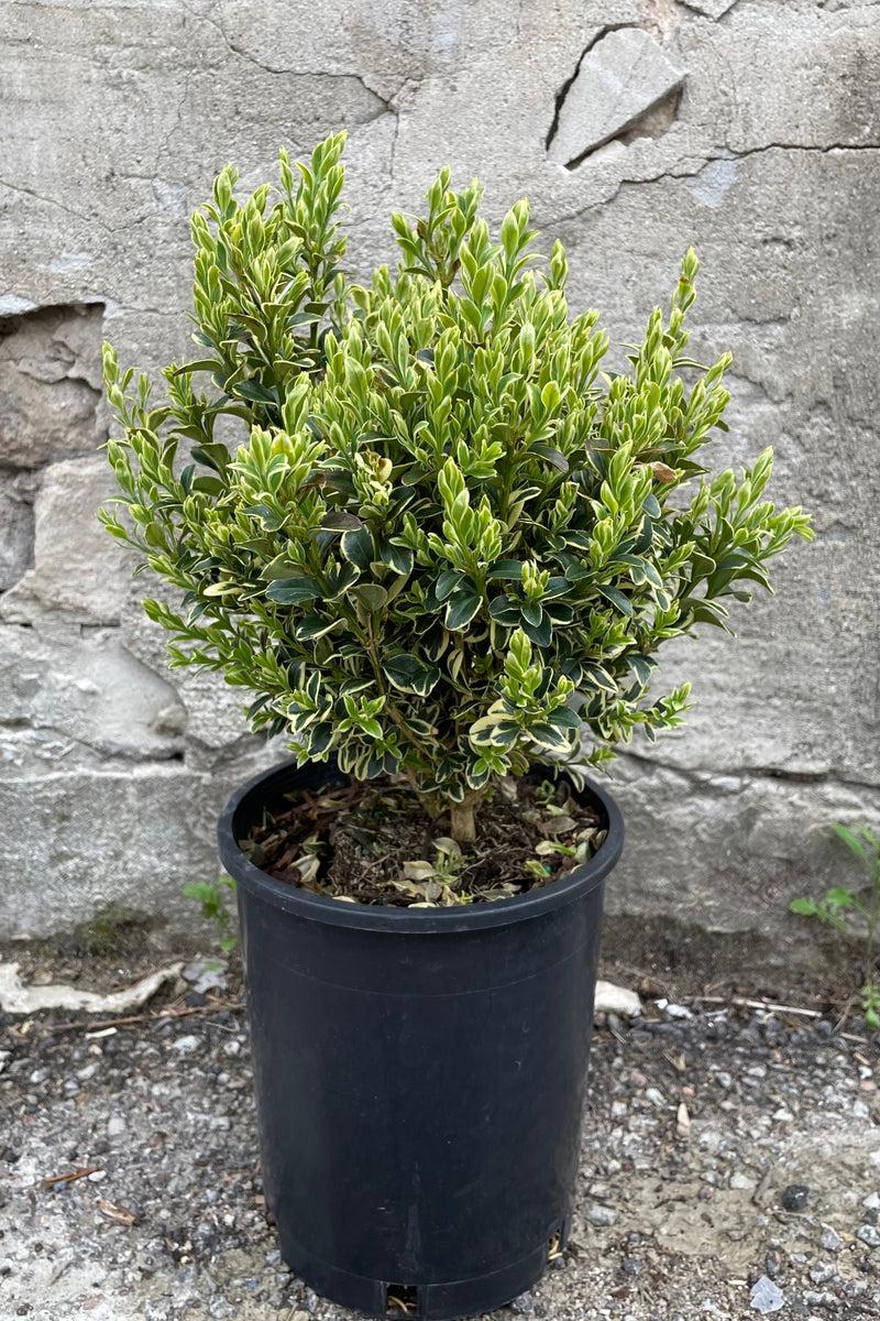 Buxus Sempervirens Variegata Standard - View 7 from www redcrocus com