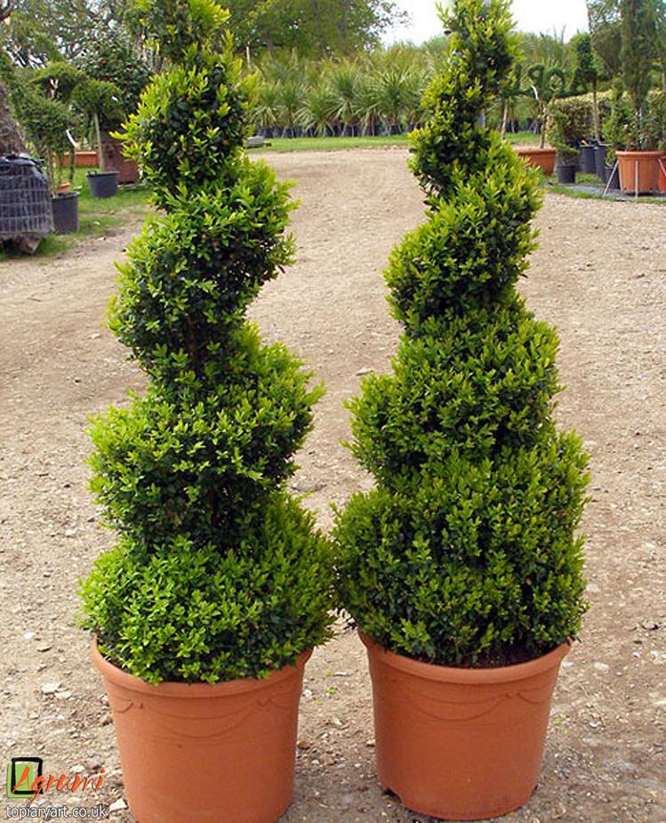 Buxus Sempervirens Variegata Spiral - View 10 from www redcrocus com