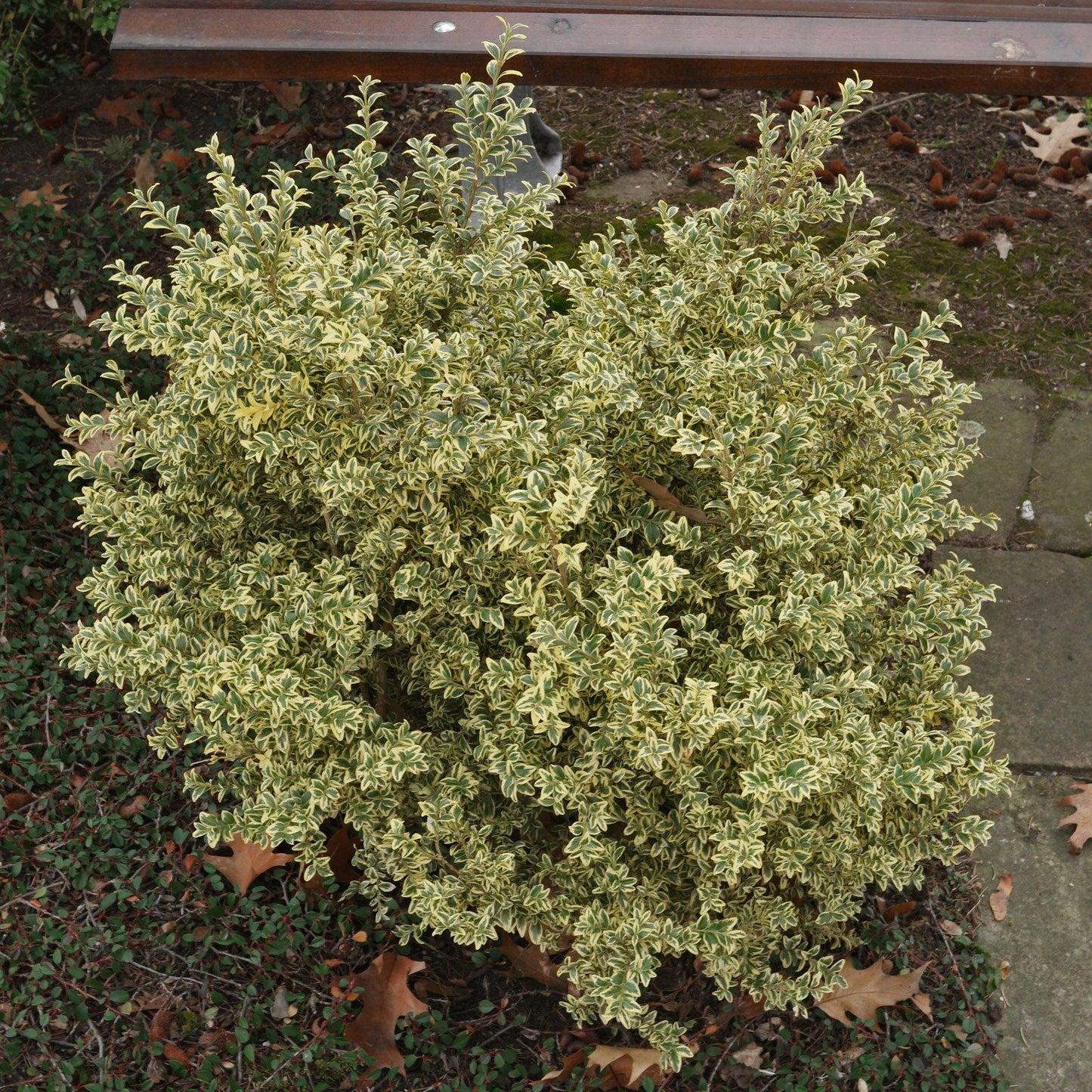 Buxus Sempervirens Variegata Spiral - View 12 from www redcrocus com