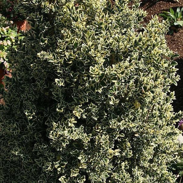 Buxus Sempervirens Variegata Spiral - View 14 from www redcrocus com