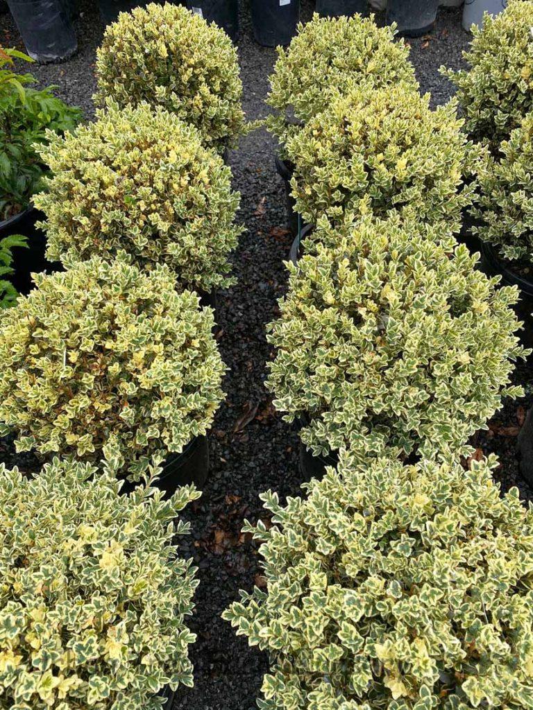 Buxus Sempervirens Variegata Spiral - View 15 from www redcrocus com