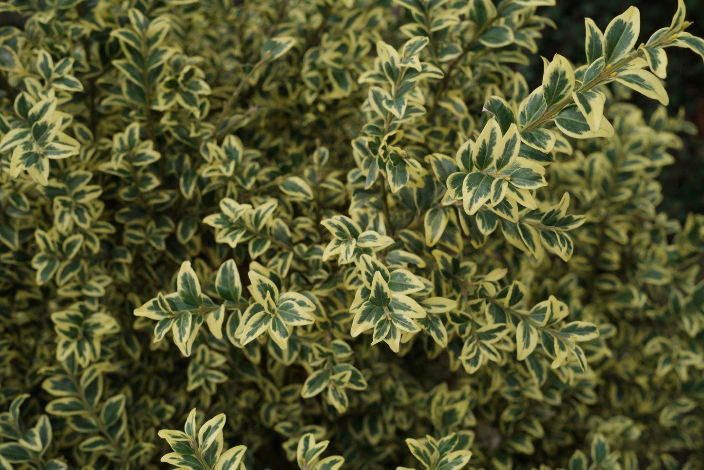 Buxus Sempervirens Variegata Spiral - View 16 from www redcrocus com