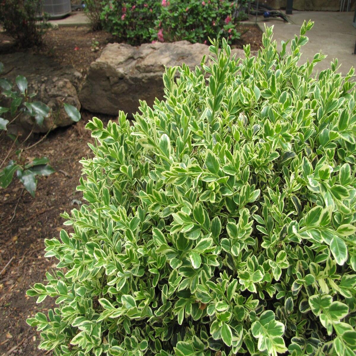Buxus Sempervirens Variegata Spiral - View 18 from www redcrocus com