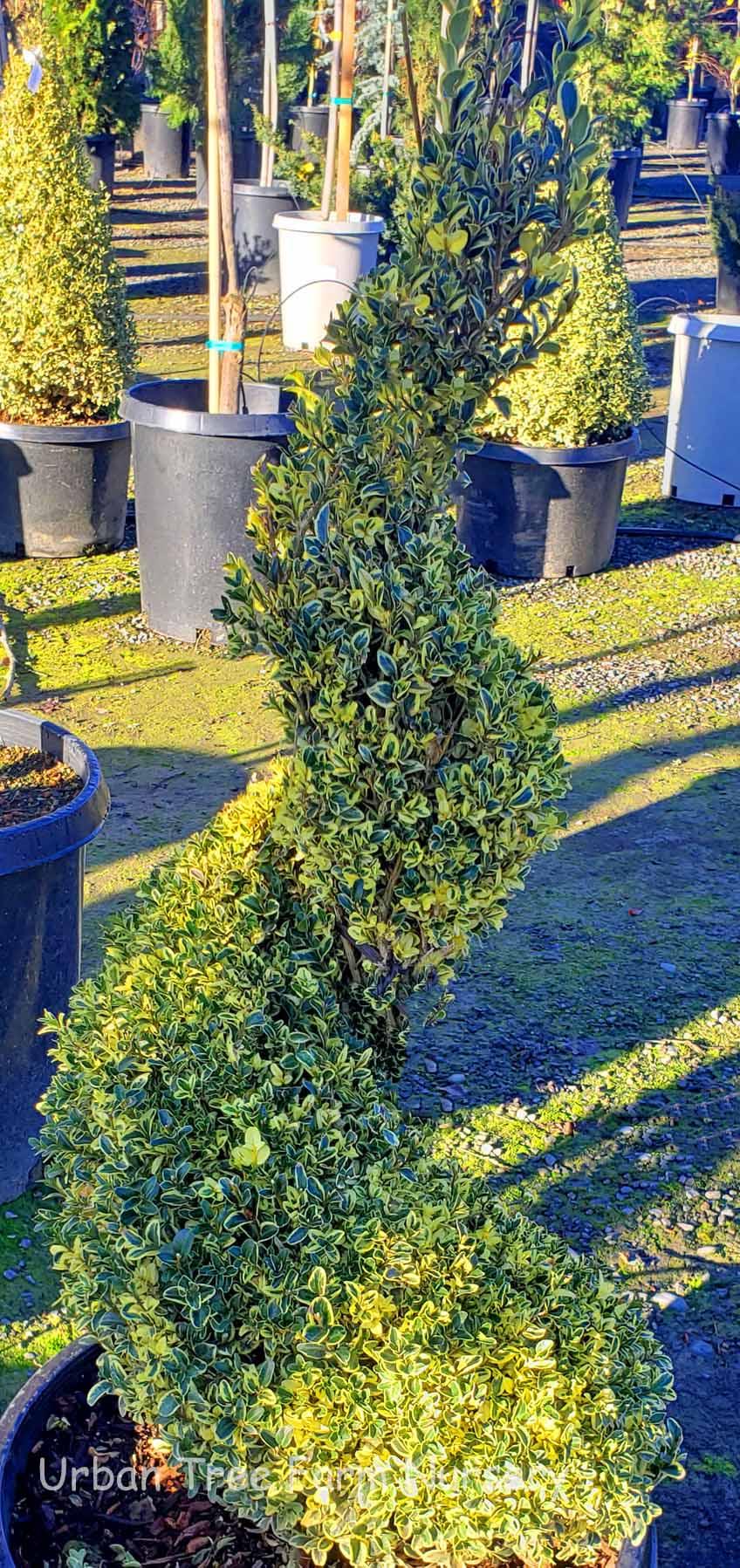 Buxus Sempervirens Variegata Spiral - View 1 from www redcrocus com