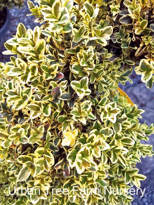 Buxus Sempervirens Variegata Spiral - View 2 from www redcrocus com