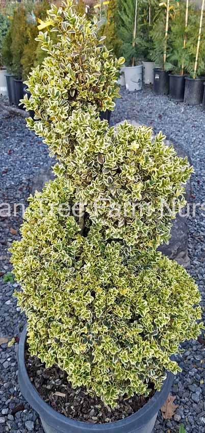 Buxus Sempervirens Variegata Spiral - View 3 from www redcrocus com
