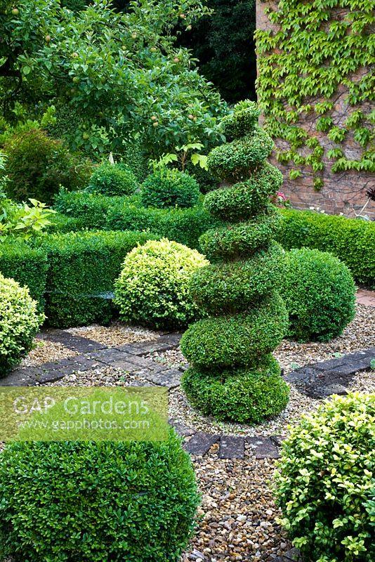 Buxus Sempervirens Variegata Spiral - View 4 from www redcrocus com