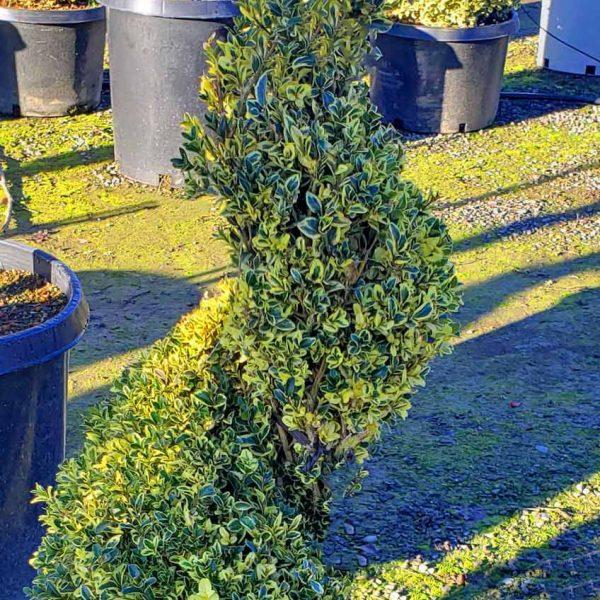 Buxus Sempervirens Variegata Spiral - View 5 from www redcrocus com