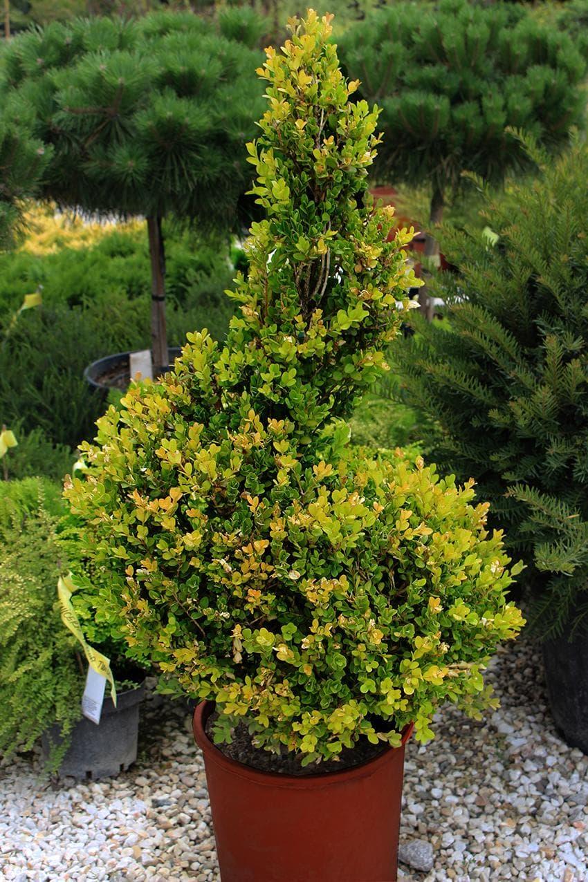 Buxus Sempervirens Variegata Spiral - View 6 from www redcrocus com