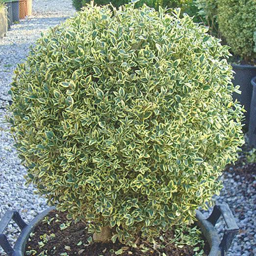 Buxus Sempervirens Variegata Spiral - View 7 from www redcrocus com